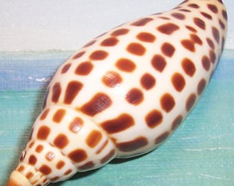 85.9mm Scaphella JUNONIA Juno's VOLUTE Shell, Seashell w/ very dark coloring