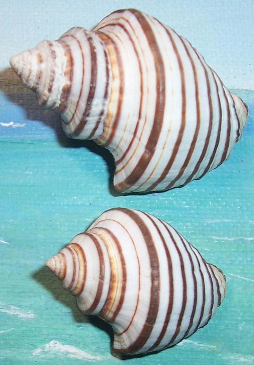 Set of Two 36.7&49.3mm Opeatostoma Pseudodon THORN LATIRUS Shell