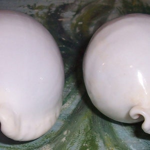 Set of two 82.9&88.6mm Cypraea Ovula Ovum Great WHITE EGG Cowry Shell, Seashell JB image 4