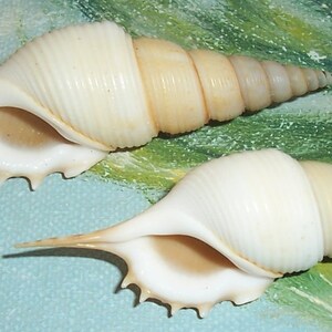 Set of two 60.8&66.7mm Rimellopsis powisii Powis's TIBIA Shell, Seashell JB image 4
