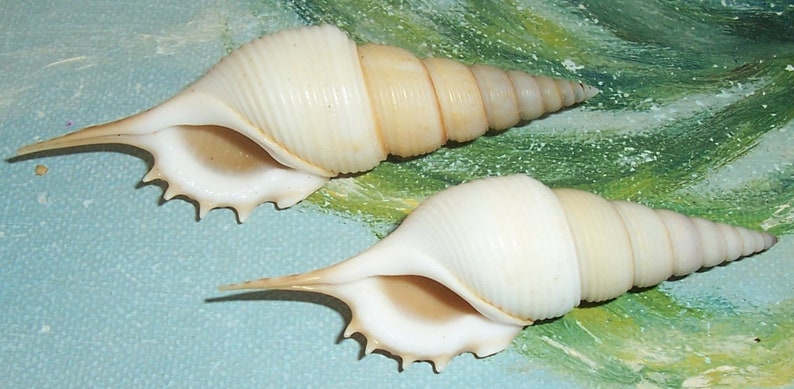 Set of two 60.8&66.7mm Rimellopsis powisii Powis's TIBIA Shell, Seashell JB image 4