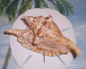 108.6mm Strombus Gallus ROOSTER-Tail CONCH Shell SEASHELL