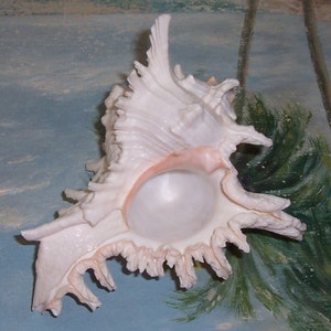 Huge 175.4mm Chicoreus ramosus RAMOSE, Ram&#39;s MUREX w/ Excellent Spines JB