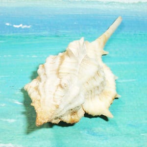 45.8mm Siratus cailleti CAILETT&#39;S MUREX Seashell JB