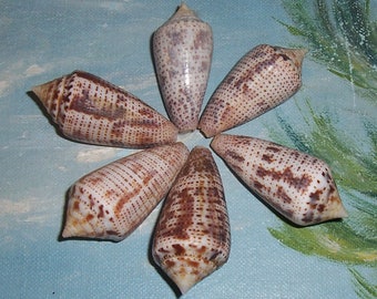 Set of six 39.9-44.1mm CONUS ximenes INTERRUPTED Cone Seashell from Hawaii JB