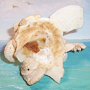 May include: A cluster of seashells in diverse forms and dimensions, displaying beige, brown, and white tones. The shells are assembled, forming a distinctive, natural decorative item. The backdrop is a painted depiction of the ocean.