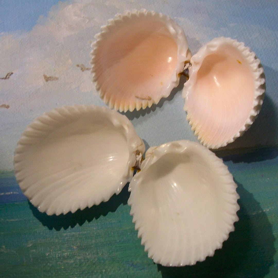 Pair of Florida Beach Collected Rare ALBINO, Albinistic W/ Pale Pink ...