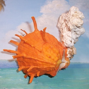 Orange 81.0mm Orange matched Bivalve SPONDYLUS sinensis CHINESE Thorny OYSTER Shell, Seashell attached to Coral