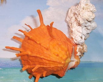 81.0mm Orange matched Bivalve SPONDYLUS sinensis CHINESE Thorny OYSTER Shell, Seashell attached to Coral