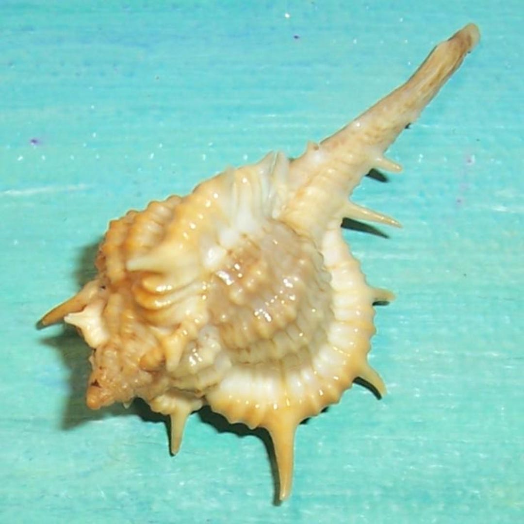 39.8mm Vokesimurex Cabritii CABRITS MUREX Shell, Seashell - Etsy