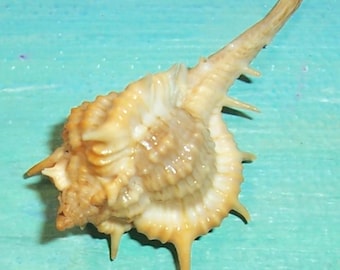 39.8mm Vokesimurex cabritii CABRITS MUREX Shell, Seashell