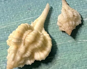 29.0mm Florida 10K Islands Rare Vokesimurex rubidus ALBINISTIC ROSE MUREX Shell, Seashell