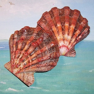 Puede incluir: Dos conchas de vieira con intrincados patrones rojos, naranjas y marrones. Las conchas tienen forma de abanico con texturas acanaladas. El fondo es una escena pintada de un océano y cielo azules.