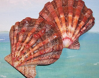 60.0mm Nodipecten fragosus Northern LIONS PAW Scallop Shell, Seashell MATCHED Set
