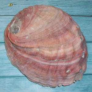 May include: A large, iridescent abalone shell with a textured surface. The shell displays a range of colors, including pink, red, and cream, with visible growth lines. The shell has several small holes along the edge.