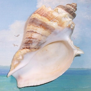 Huge 133.4mm Florida Melongena Corona KINGS CROWN Conch Shell, Seashell JB