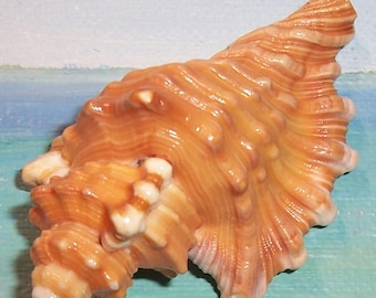 Petite 69.1mm Cymatium femorale ANGULAR TRITON Shell Seashell