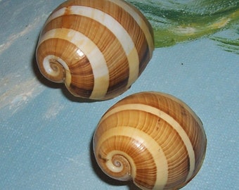 Set of two 39.4&33.9mm Hydatina albocincta CLOWN Paper BUBBLE Shell, Seashell JB
