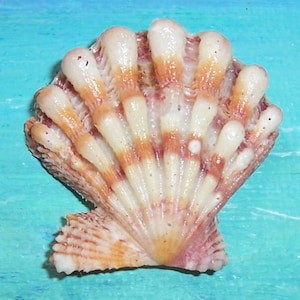 Kleine 32,6 mm Florida Beach Collected Nodipecten Fragosus LIONS PAW SCALLOP Schelp, schelp, enkel ventiel