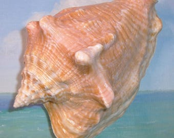 Large 143.8mm Florida Keys Collected Strombus costatus MILK CONCH Shell Seashell w/ PINK Coloring