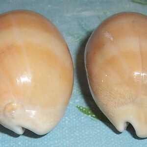 Set of two 40.6&42.6mm Cypraea Lyncina carneola Carnelian, PURPLE Mouthed Cowry Shell, Seashell JB image 4