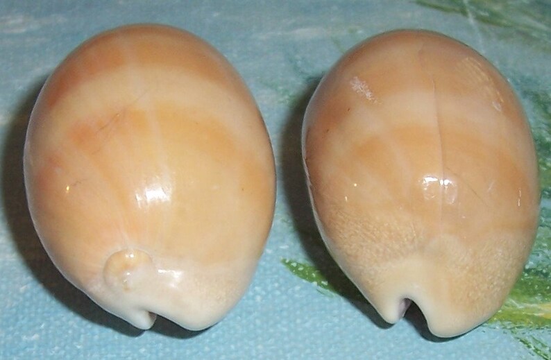 Set of two 40.6&42.6mm Cypraea Lyncina carneola Carnelian, PURPLE Mouthed Cowry Shell, Seashell JB image 4