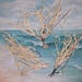 see more listings in the SEA FANS/GORGONIANS section