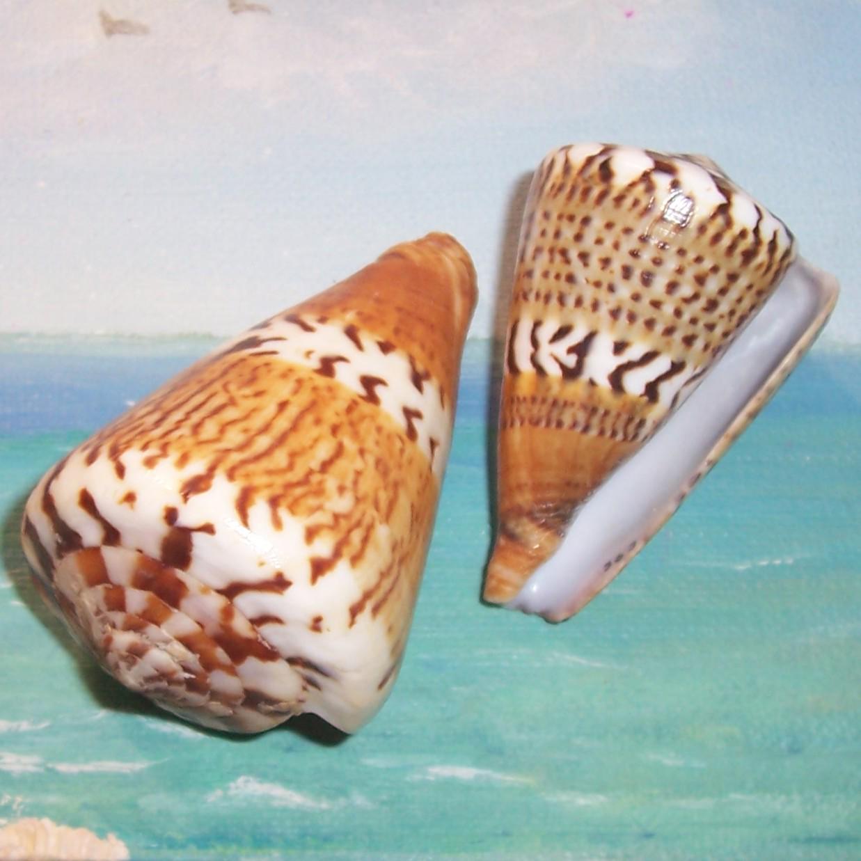 Philippine Seashells - Etsy