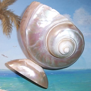 May include: A large, pearlescent seashell with a spiral design and a smaller, matching fragment. The shell has a lustrous, iridescent sheen with hints of pink and cream. The background features a painted beach scene.