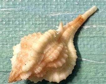Beautiful 28.5mm FLORIDA 10K Islands Collected Rare Vokesimurex rubidus ROSE MUREX Shell, Seashell w/ Uncommon Pink/Mauve Coloring