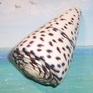 May include: A white cone-shaped seashell with dark brown spots. The shell has a spiral base and a smooth, glossy surface. The background is a blurred image of a seascape.