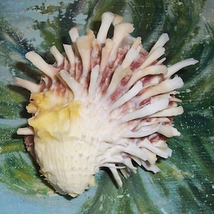 77.8mm Attached Bivalve SPONDYLUS Thorny OYSTER Seashell, Shell w/ Pink & Yellow Coloring JB