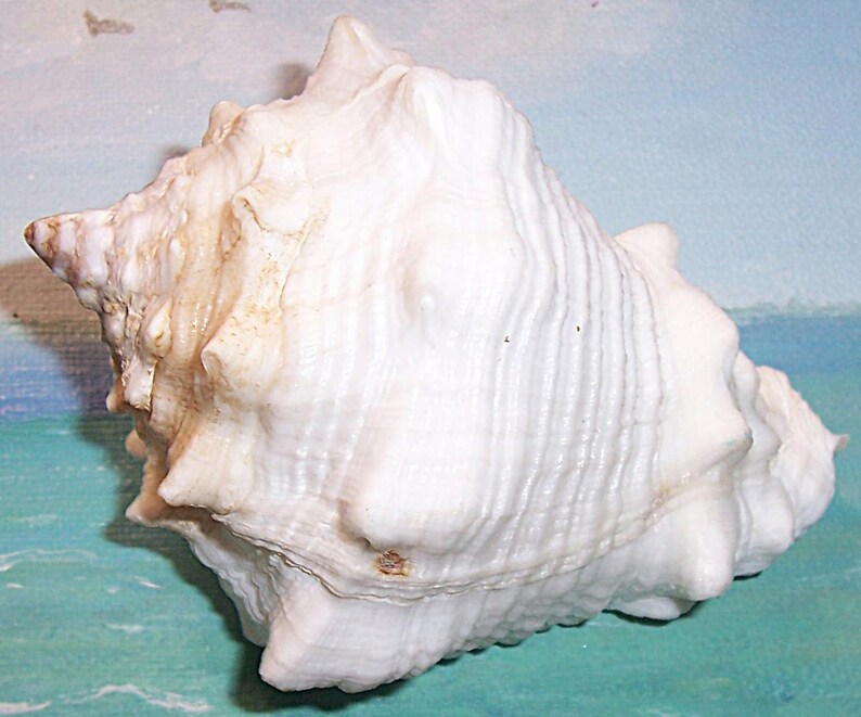 Huge 95.1mm FLORIDA Keys Vasum Muricatum Caribbean Vase Shell SEASHELL ...