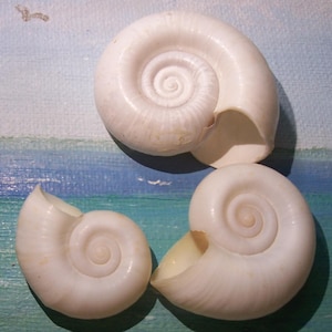 Set of three 29.0-40.6mm Marisa cornuarietis COLOMBIAN RAMSHORN Apple Snail Shells *Rare ALBINO*