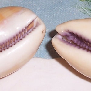 Set of two 40.6&42.6mm Cypraea Lyncina carneola Carnelian, PURPLE Mouthed Cowry Shell, Seashell JB image 6