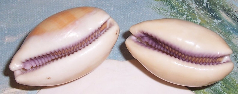 Set of two 40.6&42.6mm Cypraea Lyncina carneola Carnelian, PURPLE Mouthed Cowry Shell, Seashell JB image 6