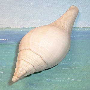 Puede incluir: Una concha grande, de color crema, con forma de espiral y un extremo puntiagudo. La concha tiene una superficie lisa y brillante con sutiles crestas y una textura natural y orgánica. El fondo es un paisaje marino pintado.