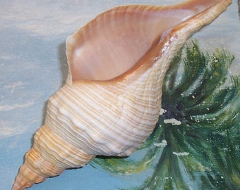 9" FLORIDA Beach Found Horse Conch SEASHELL Shell