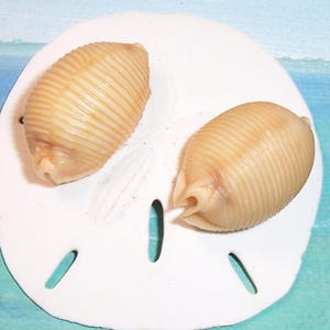 Set of two 24.6&26.1mm Specimen Grade Cypraea childreni CHILDREN&#39;S COWRY Shell, Seashell w/ Data