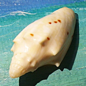 31.4mm Voluta Cymbiola pulchra perryi PERRY'S VOLUTE Shell, Seashell