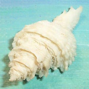 43,4 mm Babelomurex japonicus LATIAXIS JAPONÉS Concha marina, concha