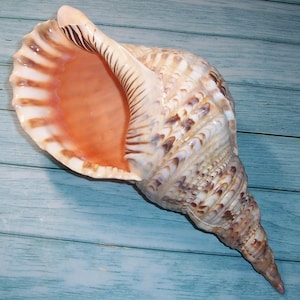 May include: A large, ornate seashell with a spiral shape. The shell features a mix of cream, brown, and tan hues, with a peach-colored interior. The shell's surface has a textured appearance, with ridges and patterns.