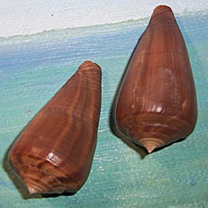 May include: Two brown cone-shaped seashells with a glossy finish. The shells have a spiral pattern and a pointed tip. The background is a painted surface with blue, green, and white colors.