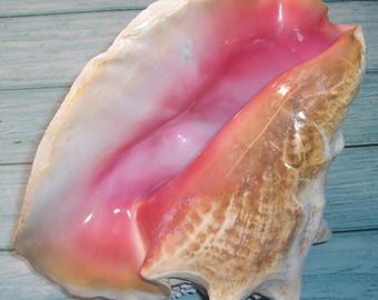 8.50" adult Florida Keys Collected Strombus gigas QUEEN, PINK CONCH Shell, Seashell w/ no Harvest Hole, Hot Pink Aperture