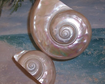 X-Large 5 1/4" ANTIQUE, Vintage, Art Deco Mother of PEARL Turban SEASHELL Pedestal Caviar Bowl, Vase, Dish