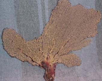 small Natural Yellow & Lavender SEA FAN Coral from Puerto Rico (#47)
