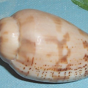 57.0mm Voluta Harpulina Lapponica BROWN Lined VOLUTE Shell, Seashell JB image 2