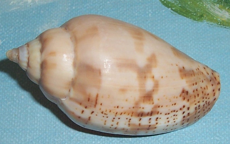 57.0mm Voluta Harpulina Lapponica BROWN Lined VOLUTE Shell, Seashell JB image 2