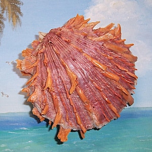 Large Orange 104.4mm matched Bivalve SPONDYLUS princeps PACIFIC Thorny OYSTER Shell, Seashell
