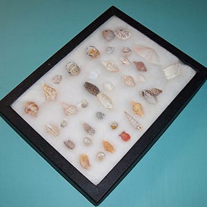 VINTAGE Hand Crafted Riker&#39;s Specimen Mount Box w/ SANIBEL ISLAND Shell, Seashell Collection
